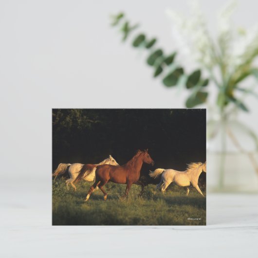 Bob Langrish Drie Arabs die 's avonds licht rondre Briefkaart (Staand voorkant)