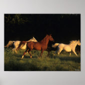 Bob Langrish Drie Arabs die 's avonds licht rondre Poster (Voorkant)