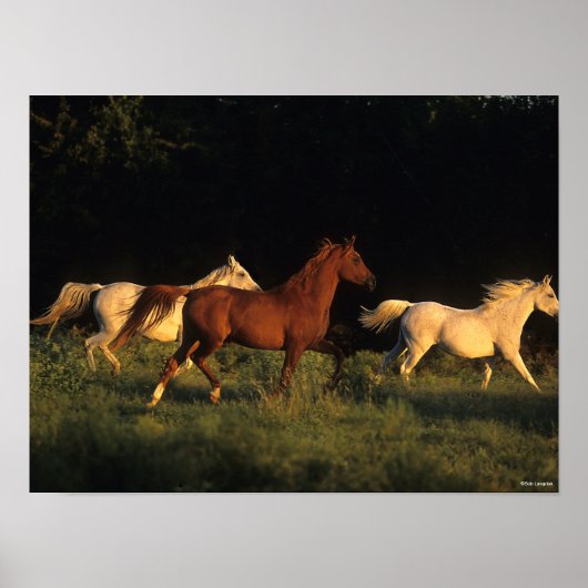 Bob Langrish Drie Arabs die 's avonds licht rondre Poster (Voorkant)