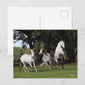 Bob Langrish | Drie grijze Andalucians Leaping Briefkaart (Voorkant / Achterkant)