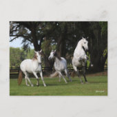Bob Langrish | Drie grijze Andalucians Leaping Briefkaart (Voorkant)