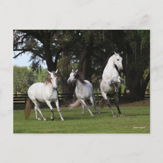 Bob Langrish | Drie grijze Andalucians Leaping Briefkaart (Voorkant)