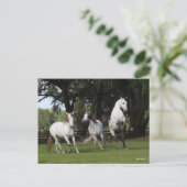 Bob Langrish | Drie grijze Andalucians Leaping Briefkaart (Staand voorkant)
