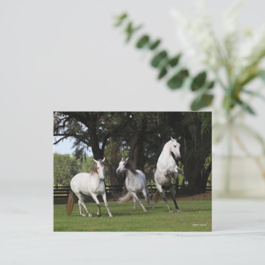 Bob Langrish | Drie grijze Andalucians Leaping Briefkaart (Staand voorkant)