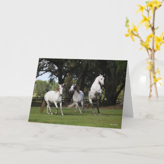 Bob Langrish | Drie grijze Andalucians Leaping Kaart (Gele Bloem)