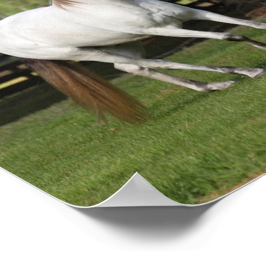 Bob Langrish | Drie grijze Andalucians Leaping Poster (Hoek)