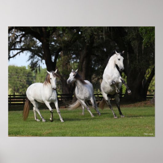 Bob Langrish | Drie grijze Andalucians Leaping Poster (Voorkant)