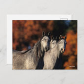 Bob Langrish | Drie grijze Arabieren die samen sta Briefkaart (Voorkant / Achterkant)