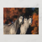 Bob Langrish | Drie grijze Arabieren die samen sta Briefkaart (Voorkant)