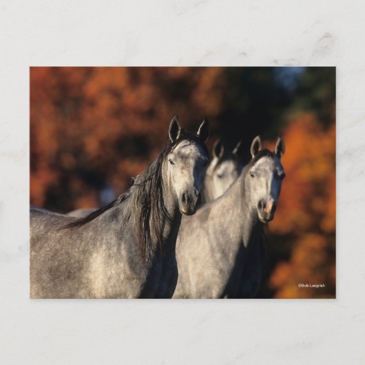 Bob Langrish | Drie grijze Arabieren die samen sta Briefkaart (Voorkant)