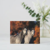 Bob Langrish | Drie grijze Arabieren die samen sta Briefkaart (Staand voorkant)