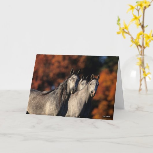 Bob Langrish | Drie grijze Arabieren die samen sta Kaart (Gele Bloem)