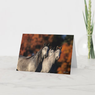 Bob Langrish   Drie grijze Arabieren die samen sta Kaart