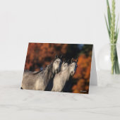 Bob Langrish | Drie grijze Arabieren die samen sta Kaart (Voorkant)