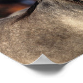 Bob Langrish | Drie grijze Arabieren die samen sta Poster (Hoek)