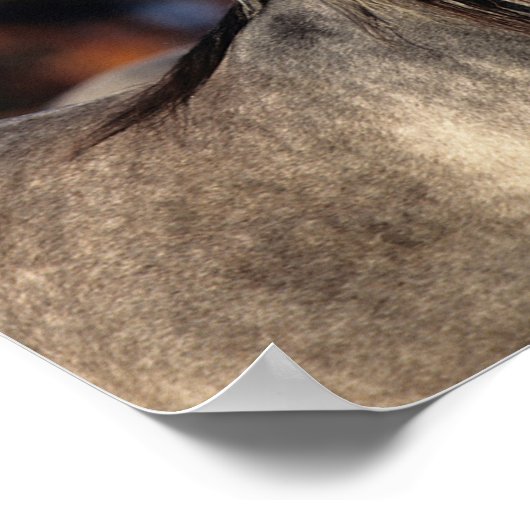 Bob Langrish | Drie grijze Arabieren die samen sta Poster (Hoek)