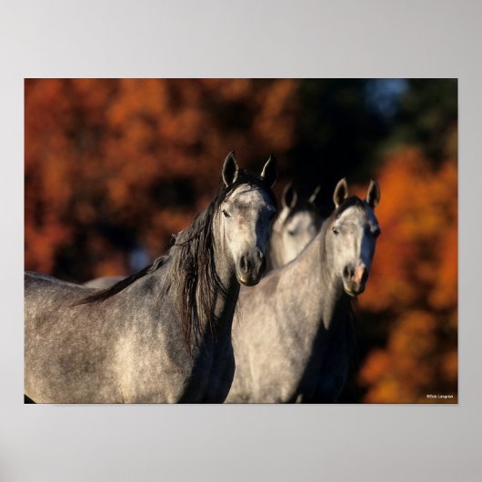 Bob Langrish | Drie grijze Arabieren die samen sta Poster (Voorkant)