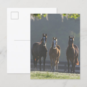 Bob Langrish   Drie kwart van de jongere paarden Briefkaart