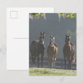 Bob Langrish | Drie kwart van de jongere paarden Briefkaart (Voorkant / Achterkant)