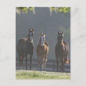 Bob Langrish | Drie kwart van de jongere paarden Briefkaart (Voorkant)