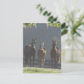 Bob Langrish | Drie kwart van de jongere paarden Briefkaart (Staand voorkant)