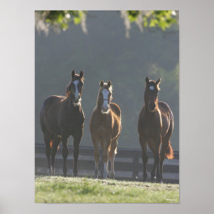 Bob Langrish   Drie kwart van de jongere paarden Poster