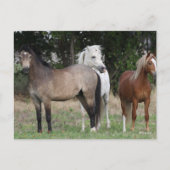 Bob Langrish | Drie pony's die met elkaar samenwer Briefkaart (Voorkant)