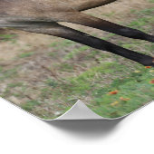 Bob Langrish | Drie pony's die met elkaar samenwer Poster (Hoek)