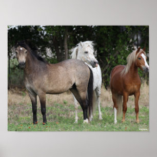 Bob Langrish   Drie pony's die met elkaar samenwer Poster