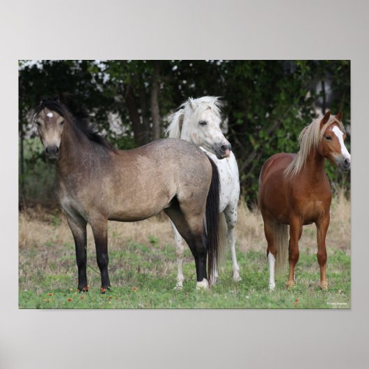 Bob Langrish | Drie pony's die met elkaar samenwer Poster (Voorkant)