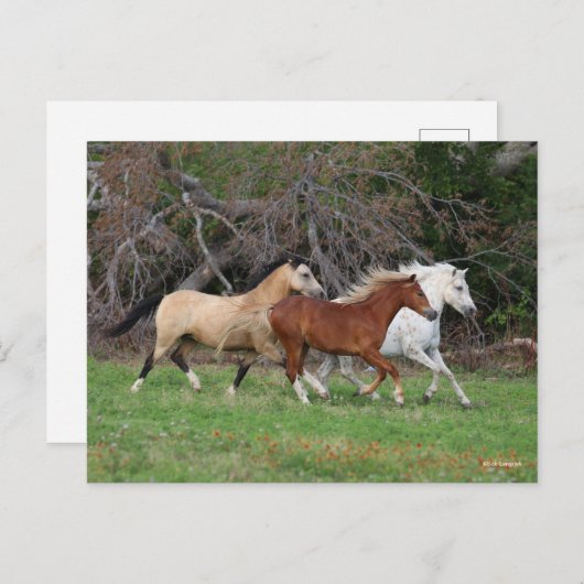 Bob Langrish | Drie pony's die samenwerken Briefkaart (Voorkant / Achterkant)