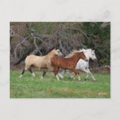 Bob Langrish | Drie pony's die samenwerken Briefkaart (Voorkant)