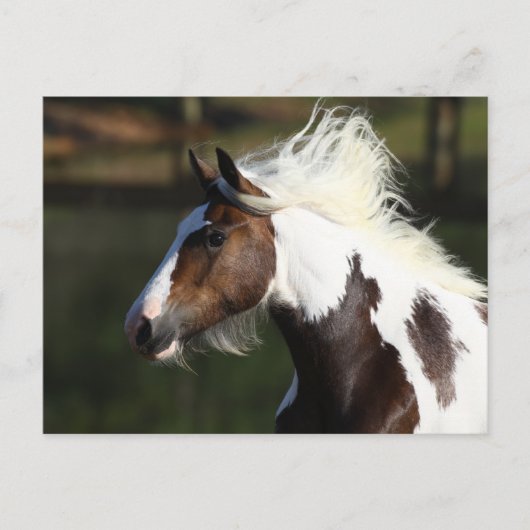 Bob Langrish | Drum Horse Headshot Briefkaart (Voorkant)