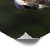 Bob Langrish | Drum Horse Headshot Poster (Hoek)