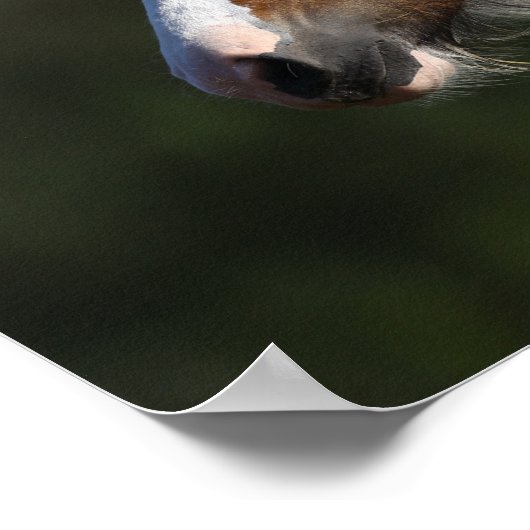 Bob Langrish | Drum Horse Headshot Poster (Hoek)