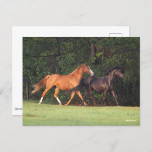 Bob Langrish   Duitse Pony en Oldenburg Briefkaart