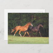 Bob Langrish | Duitse Pony en Oldenburg Briefkaart (Voorkant / Achterkant)