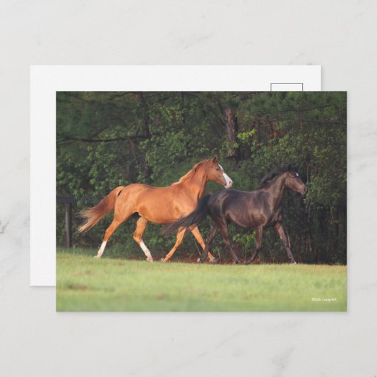 Bob Langrish | Duitse Pony en Oldenburg Briefkaart (Voorkant / Achterkant)