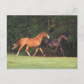 Bob Langrish | Duitse Pony en Oldenburg Briefkaart (Voorkant)