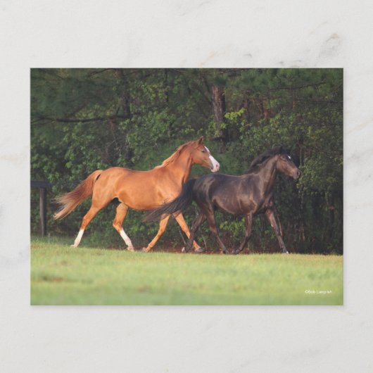 Bob Langrish | Duitse Pony en Oldenburg Briefkaart (Voorkant)