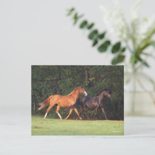 Bob Langrish | Duitse Pony en Oldenburg Briefkaart (Staand voorkant)