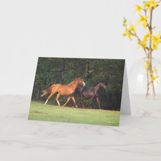 Bob Langrish | Duitse Pony en Oldenburg Kaart (Gele Bloem)