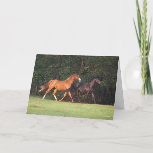 Bob Langrish | Duitse Pony en Oldenburg Kaart (Voorkant)