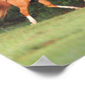 Bob Langrish | Duitse Pony en Oldenburg Poster (Hoek)