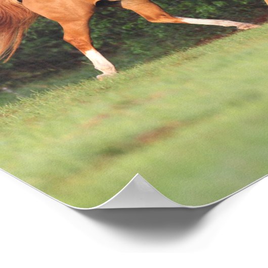 Bob Langrish | Duitse Pony en Oldenburg Poster (Hoek)