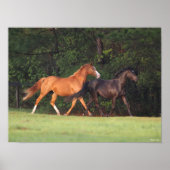 Bob Langrish | Duitse Pony en Oldenburg Poster (Voorkant)