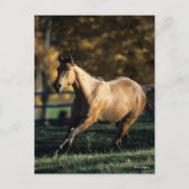 Bob Langrish | Dun Quarter Horse Running Briefkaart (Voorkant)