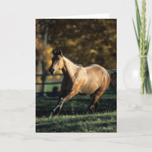 Bob Langrish Dun Quarter Horse Running Kaart