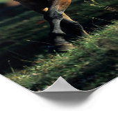 Bob Langrish | Dun Quarter Horse Running Poster (Hoek)