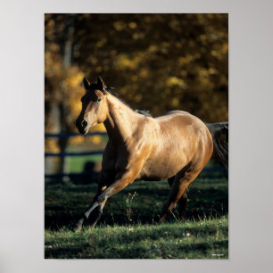 Bob Langrish Dun Quarter Horse Running Poster